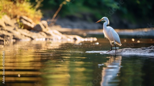 Bird and river in beautiful forest, bird catching fish photo