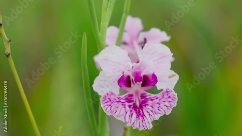 The exotic papilionanthe hookeriana or vanda orchid