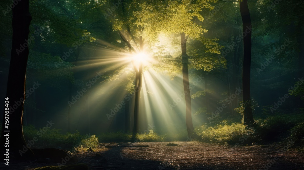 Bright Beam of Sunshine Shining ,morning forest background