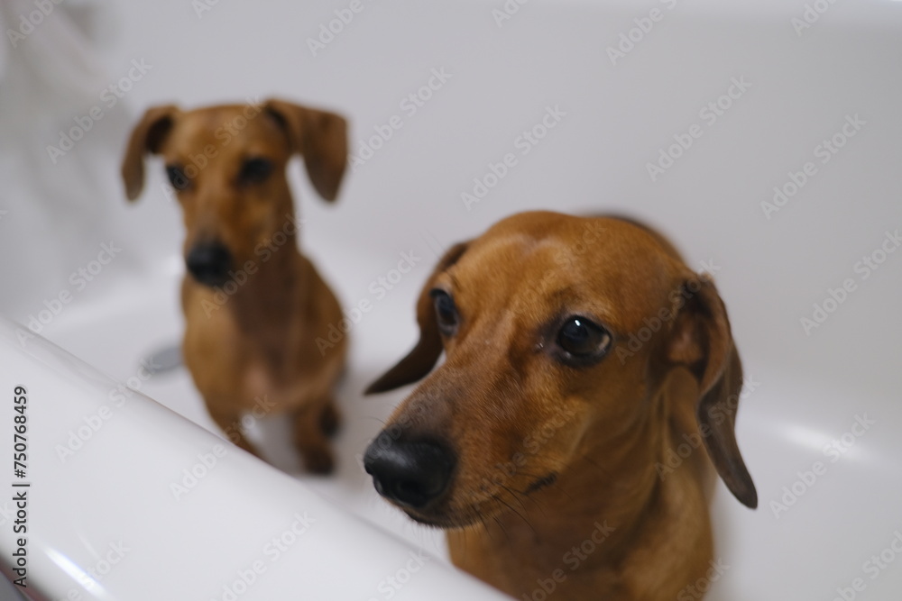 Cute dachshund dog sitting in the bath, dachshund dogs waiting for dog's paws washing 