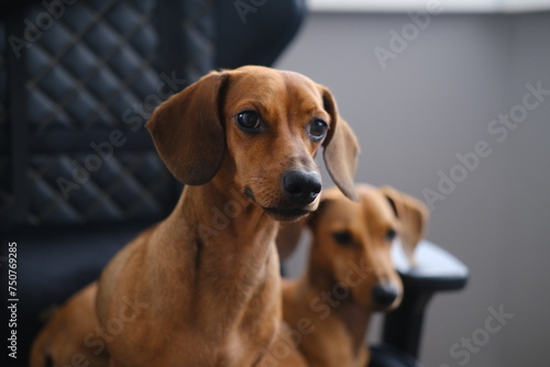 Cute two dachshund dogs having rest, dachshund dog puppies