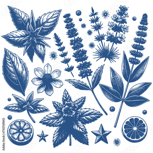 Botanicals Vintage Drawing Style