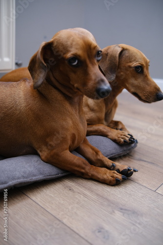 Cute two  dachshund dogs having rest  dachshund dog puppies
