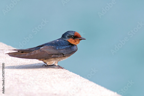  Barn swallow, (Hirundo rustica) sitiing at the pier in Hua hin Thailand