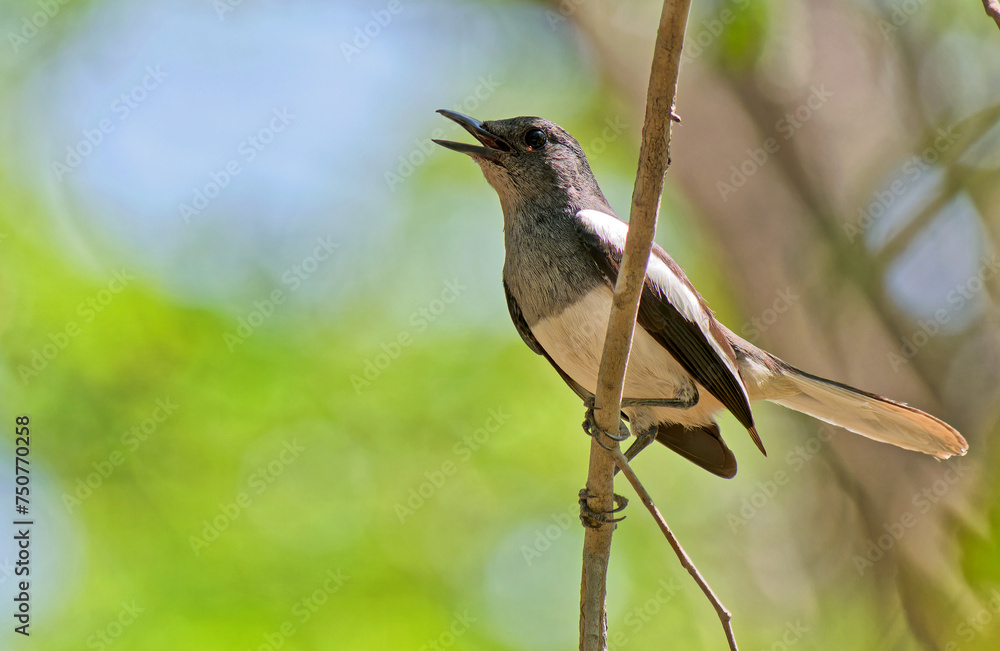 Fototapeta premium Dajalschama singt auf dem Baum