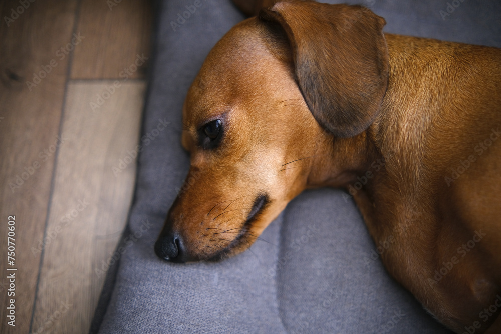 Cute dachshund dog having rest, dachshund dog puppy Cute dachshund dog having rest, dachshund dog puppy