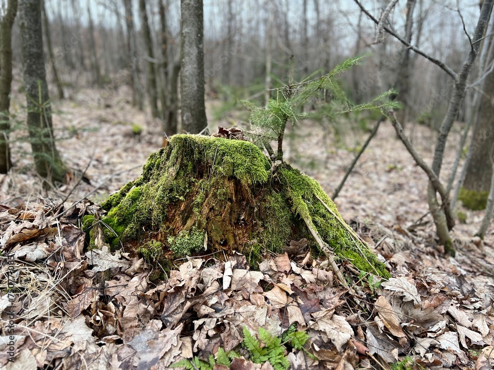 stump covered with moss and newly growing tree stump covered with moss and newly growing tree