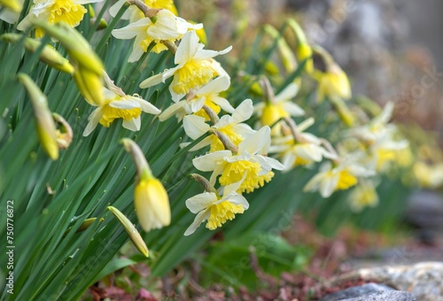 beautiful yellow daffodils blooming in a flower bed blooming surrounded by stones