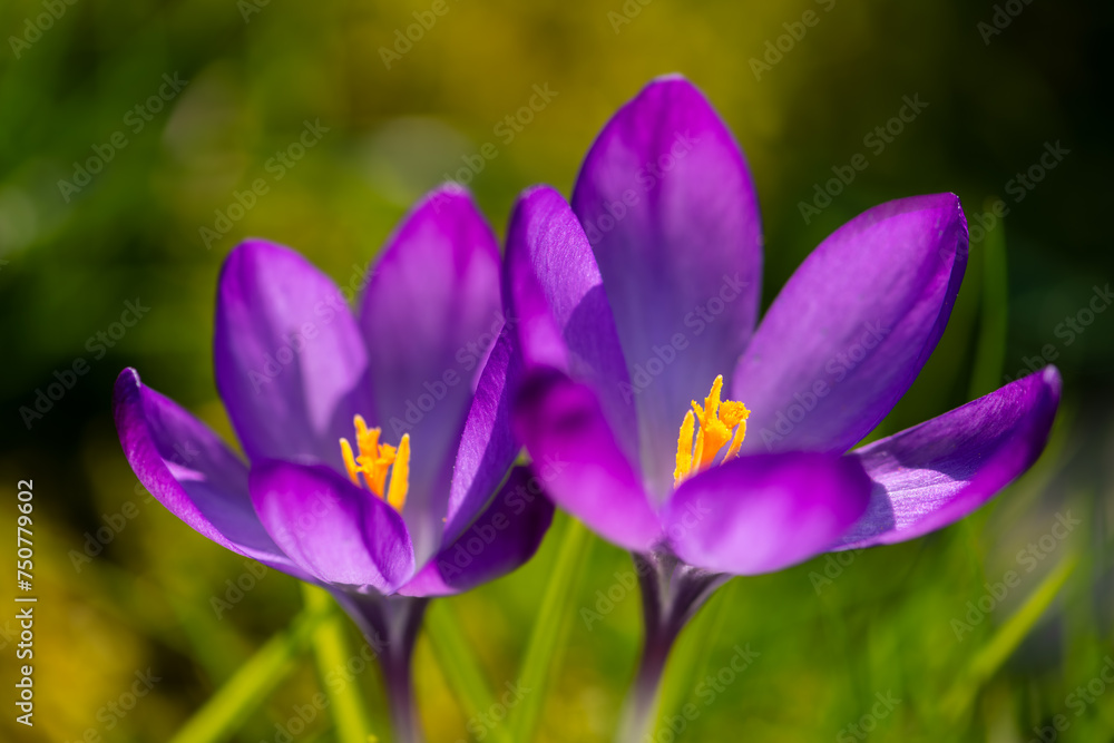 Two bright violet crocuses in a meadow in March. Colorful, slightly translucent petals shine in low spring sun in a park in Hamburg (Germany). Macro shot with selective focus. Frog perspective. Two bright violet crocuses in a meadow in March. Colorful, slightly translucent petals shine in low spring sun in a park in Hamburg (Germany). Macro shot with selective focus. Frog perspective.