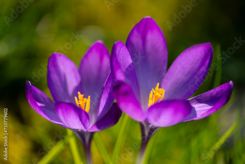 Two bright violet crocuses in a meadow in March. Colorful, slightly translucent petals shine in low spring sun in a park in Hamburg (Germany). Macro shot with selective focus. Frog perspective.