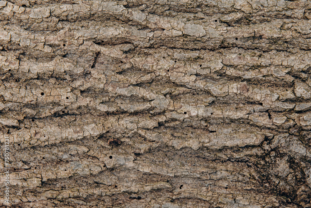 The textured bark of a tree with holes is eaten and damaged by a bark beetle. Pests of trees. Termites and beetles The textured bark of a tree with holes is eaten and damaged by a bark beetle. Pests of trees. Termites and beetles