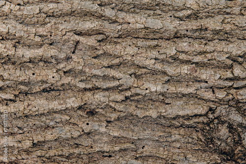 The textured bark of a tree with holes is eaten and damaged by a bark beetle. Pests of trees. Termites and beetles