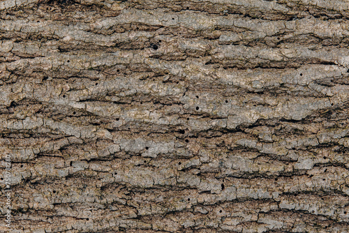 The textured bark of a tree with holes is eaten and damaged by a bark beetle. Pests of trees. Termites and beetles