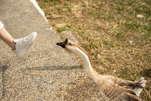 The brown goose tries to bite the little girl's sneaker. Sithonia, Greece, Halkidiki. Paradisos Beach in Neos Marmaras.
 photo