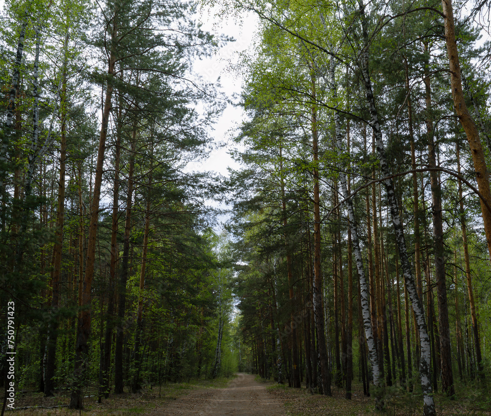Fototapeta premium The trail runs between an alley of trees in a green picturesque forest