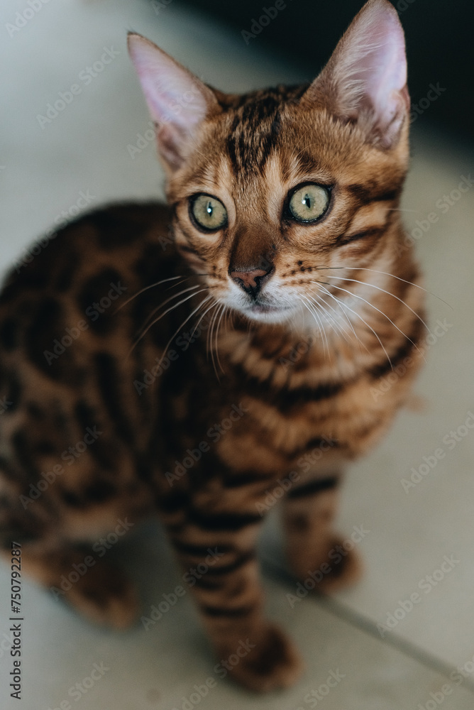 a small Bengal cat at home