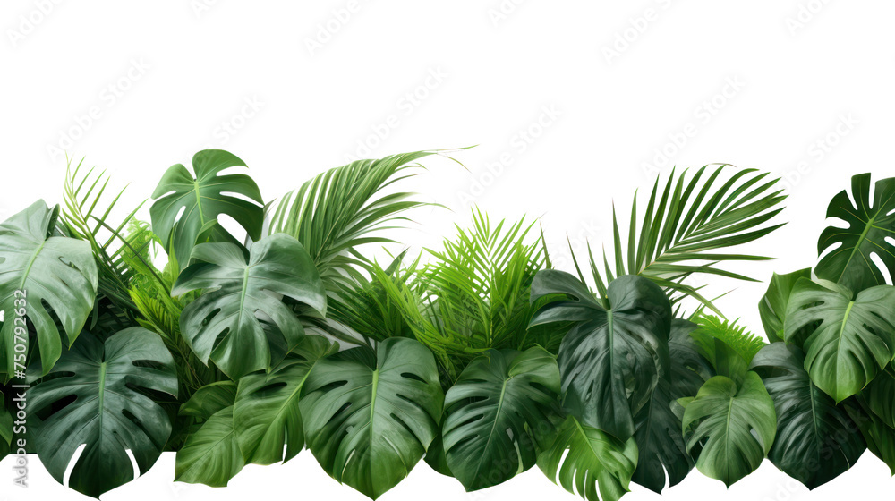 Exotic plants, palm leaves, monstera on an isolated white background