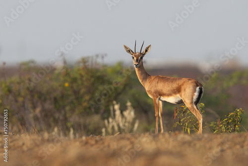 Indian gazelle in its habitat at Bhigwan grassland, India