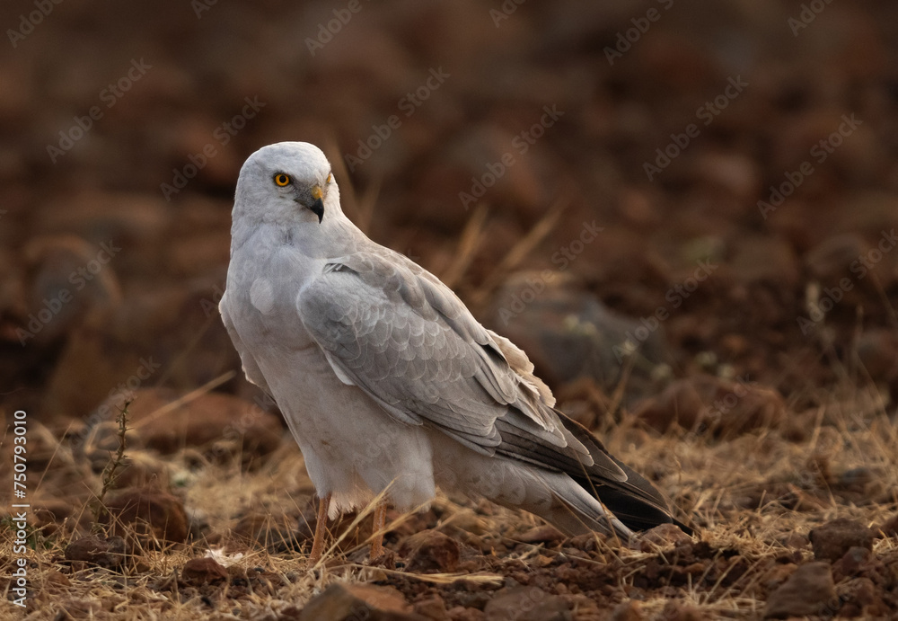 Closeup of a Pallid harrier at Bhigwan bird sanctuary, India Closeup of a Pallid harrier at Bhigwan bird sanctuary, India