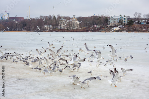 A flock of seagulls gathers in the winter, with some in flight and others perched, against a backdrop of distant buildings under an overcast sky. © Nikolas