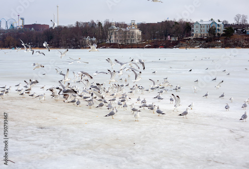 A flock of seagulls gathers in the winter, with some in flight and others perched, against a backdrop of distant buildings under an overcast sky. photo