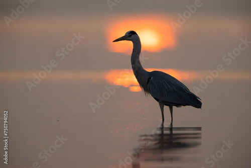 Grey heron during sunrise at Bhigwan bird sanctuary Maharashtra