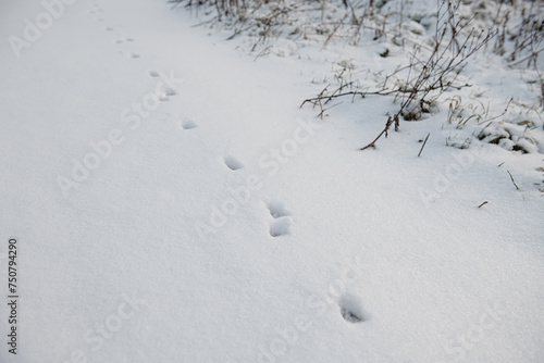 animal footsteps in snow