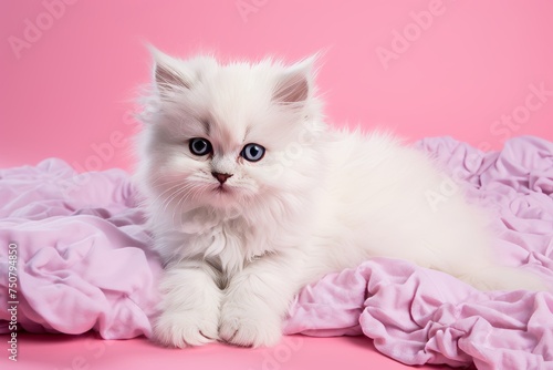Close-up of cute fluffy kitten with smooth fur, adorable face, against vibrant, bright background
