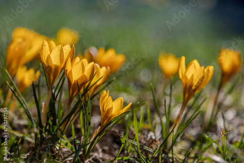 yellow crocus flowers in spring crocus, saffron first flower in winter, early spring garden medow