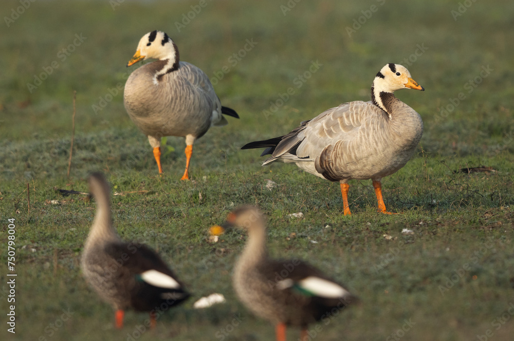 Selective focus on a pair of Bar-headed goose with Spot-billed duck at the foreground at Bhigwan bird sanctuary, India Selective focus on a pair of Bar-headed goose with Spot-billed duck at the foreground at Bhigwan bird sanctuary, India
