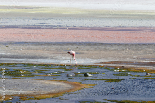 Laguna Colorada flamingos, Bolivia. Puna flamingo. Andean wildlife. Red lagoon photo