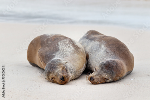 Sea Lion Couple Cuddles on a Sandy White Beach, galapagos ecuador.