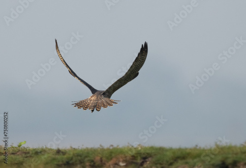 Peregrine falcon takeoff in an island at Bhigwan bird sanctuary  Maharashtra