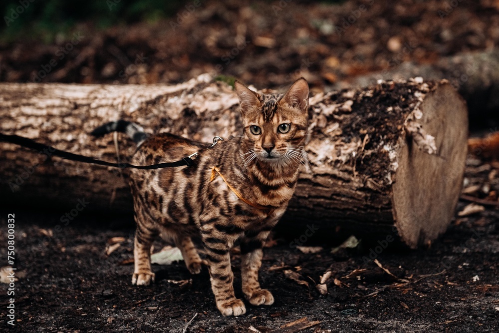 the bengal cat massages beautifully in nature, using its coloring