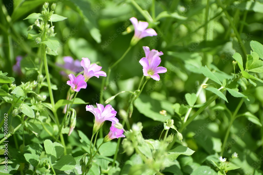 Oxalis debilis or pink sorrel or pink woodsorrel flower medicinal herb or ayurvedic herb 