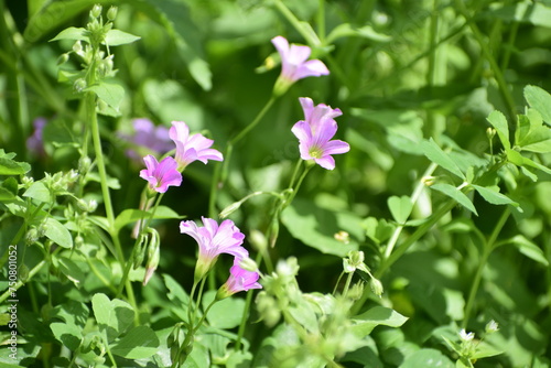 Oxalis debilis or pink sorrel or pink woodsorrel flower medicinal herb or ayurvedic herb 