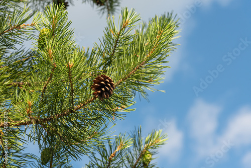 A branch of spruce pines with cones on a background of blue sky.