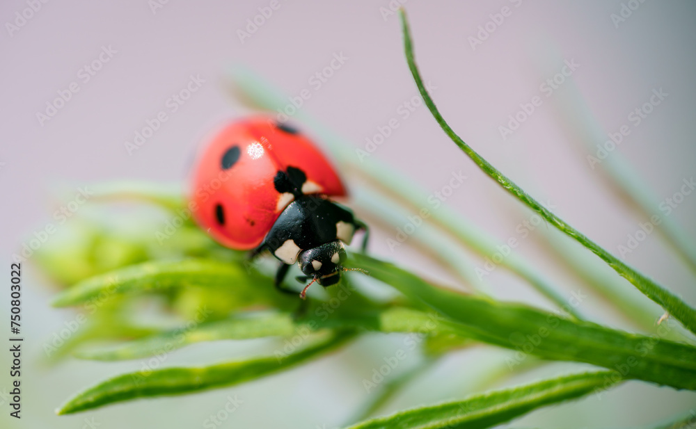 red ladybug on a green leaf in the grass, close-up blurred red ladybug on a green leaf in the grass, close-up blurred