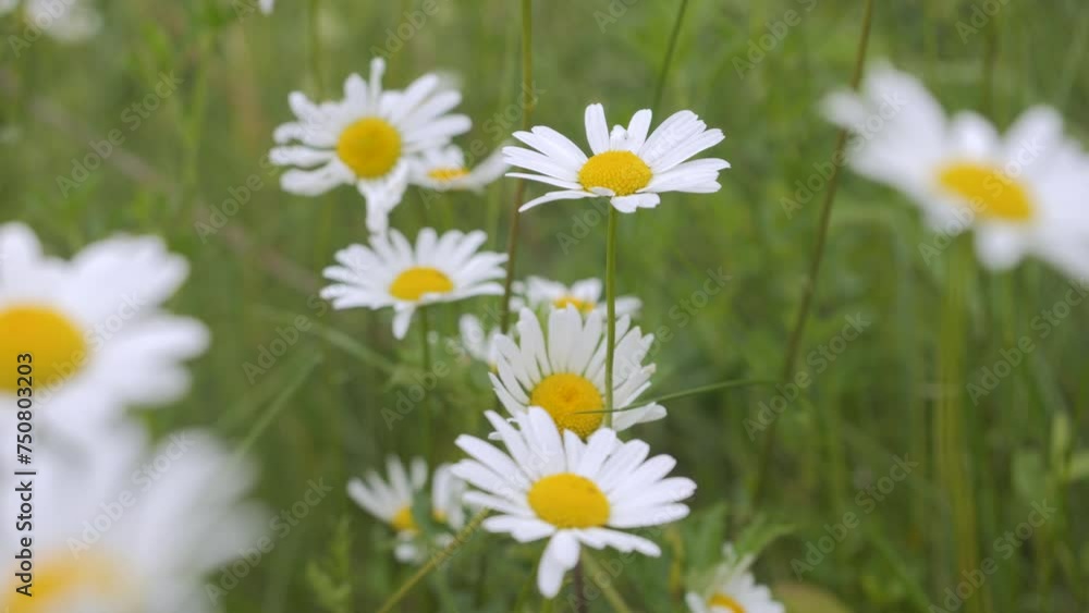 Field of White Daisies in Wind Swaying Close up. White Blooming Chamomile Flowers Summer Field Meadow Close-up. Wildflowers in Nature Spring. Environmental Conservation, Ecosystem. Beautiful Daises. Field of White Daisies in Wind Swaying Close up. White Blooming Chamomile Flowers Summer Field Meadow Close-up. Wildflowers in Nature Spring. Environmental Conservation, Ecosystem. Beautiful Daises.