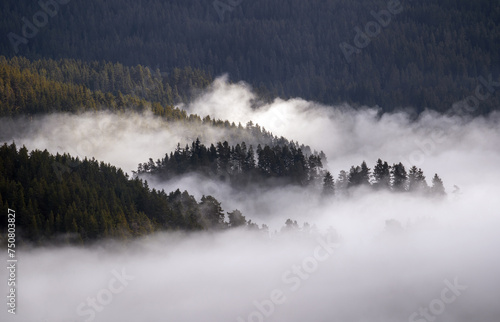 Mist in Rhodope Mountain