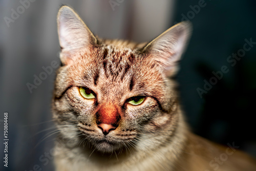 Angry cat, Close-up of a domestic cat, Portrait of a cat, Close-up of a cat's face