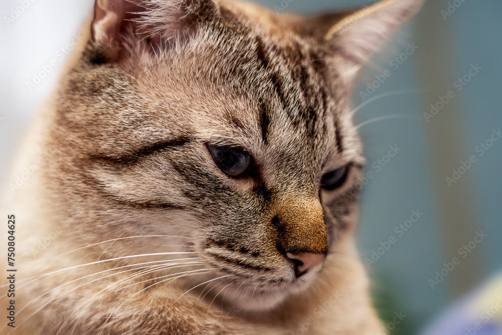 Close-up of a domestic cat, Portrait of a cat,