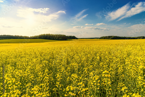 A blooming rapeseed field of bright yellow flowers, forest and sky.