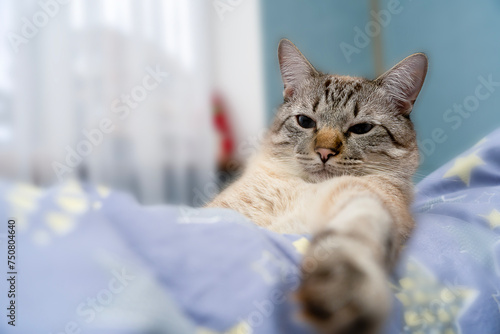 Fototapeta Naklejka Na Ścianę i Meble -  Portrait of a cat lying on a light colored soft blanket.  Close-up portrait of a pet. Attention, curiosity, wariness. 