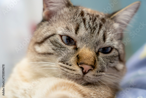 Close-up of a domestic cat, Portrait of a cat,