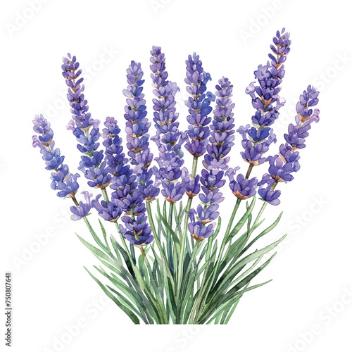 bouquet of lavender watercolor illustration on white background