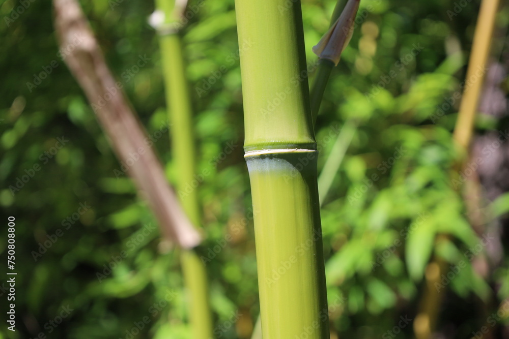 Obraz premium close up bamboo stem in a botanical garden
