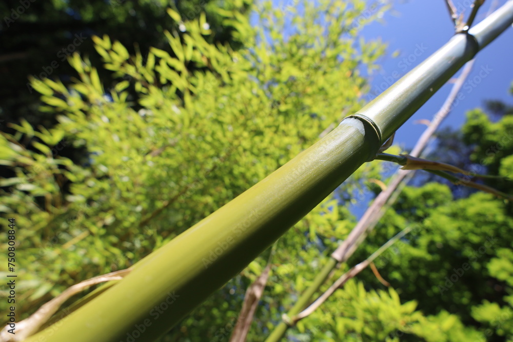 close up bamboo stem in a botanical garden close up bamboo stem in a botanical garden