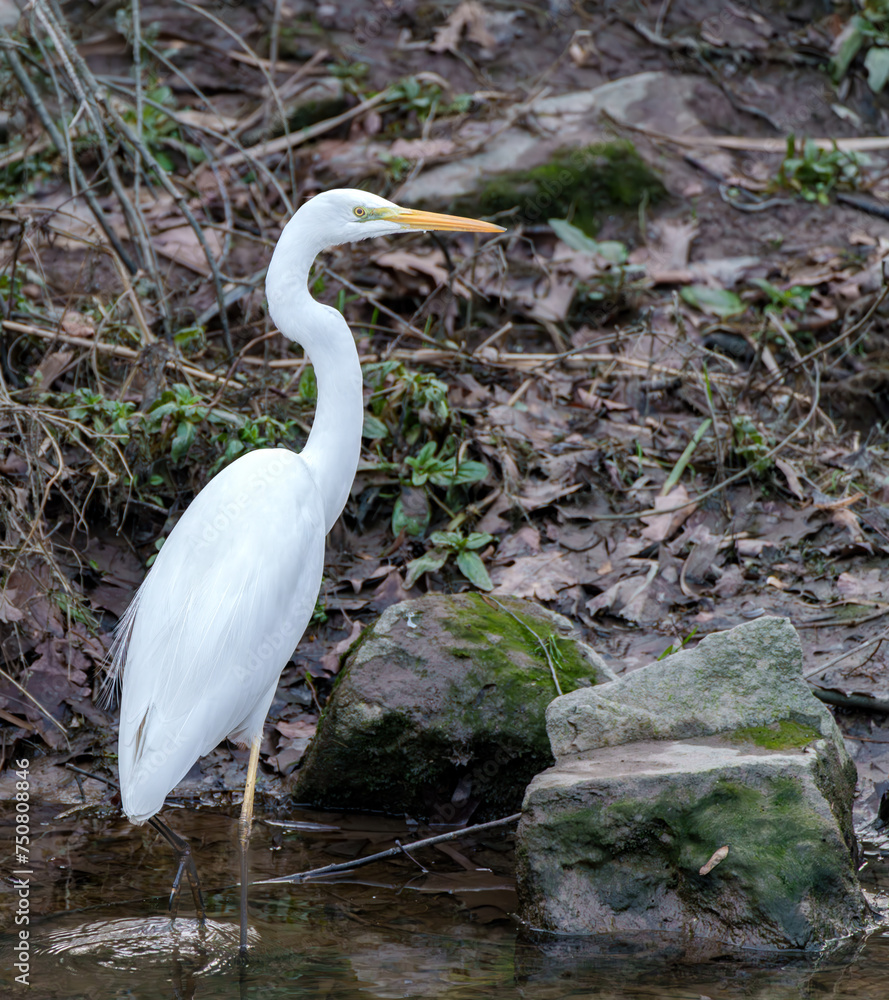 Fototapeta premium The Great Egret Ardea alba, also known as common egret, large egret or great white heron , is a large, widely distributed egret.