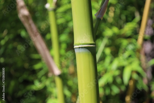 close up bamboo stem  in a botanical garden